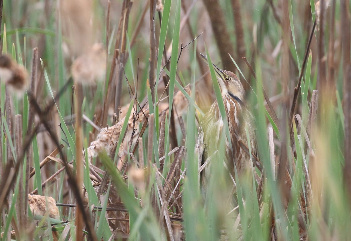 American Bittern - Ezra Staengl