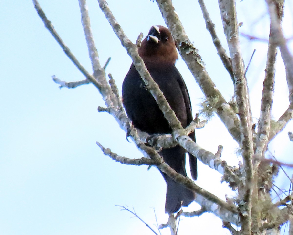 Brown-headed Cowbird - ML228056111