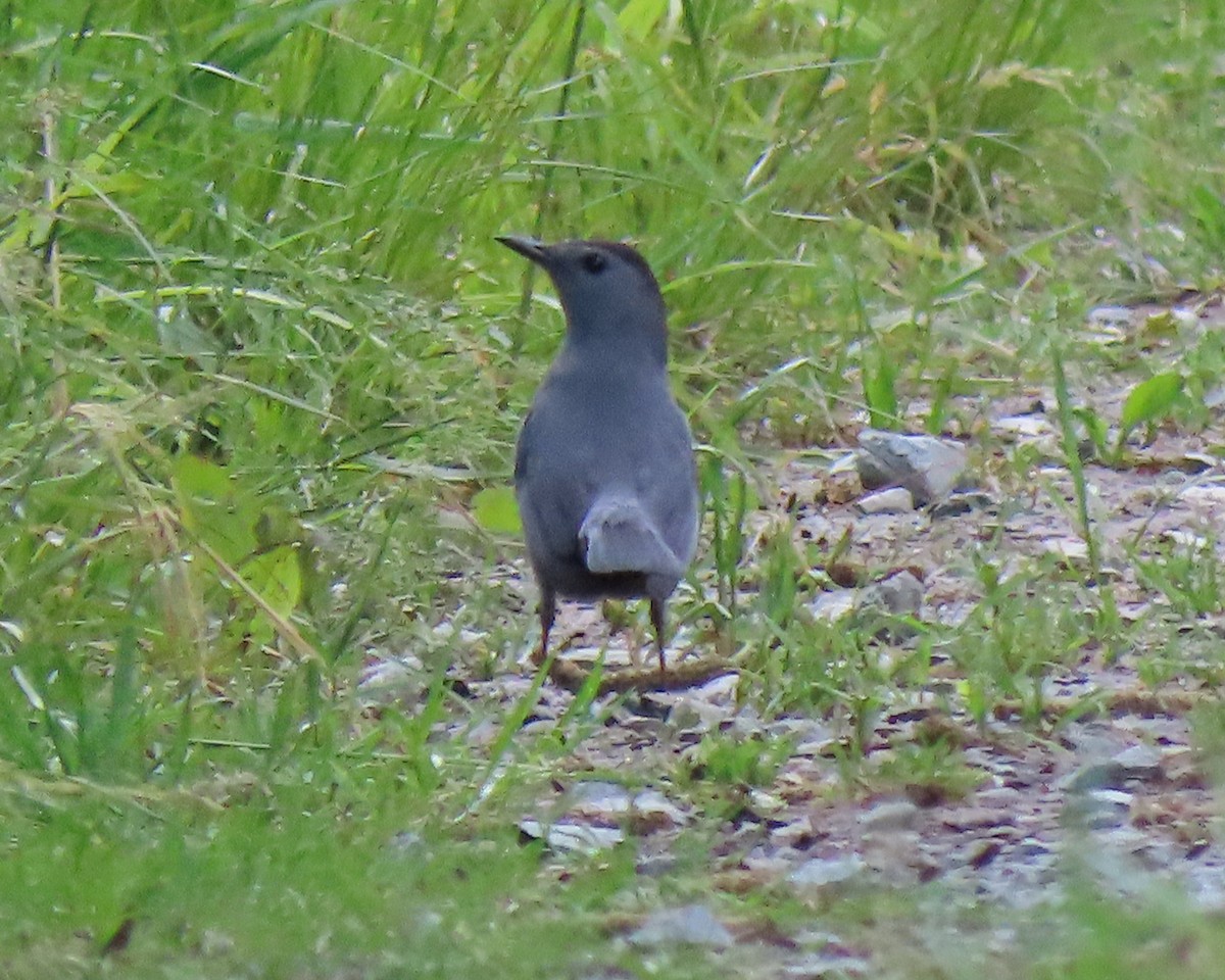 Gray Catbird - ML228056161