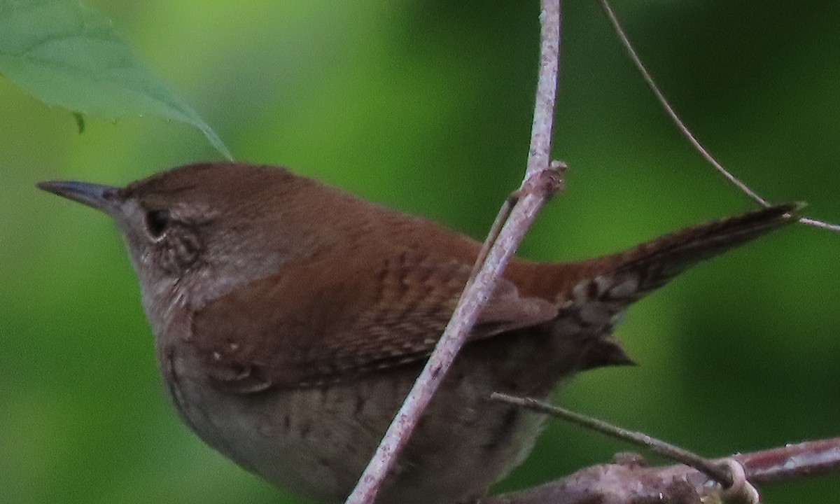 Northern House Wren - ML228056191