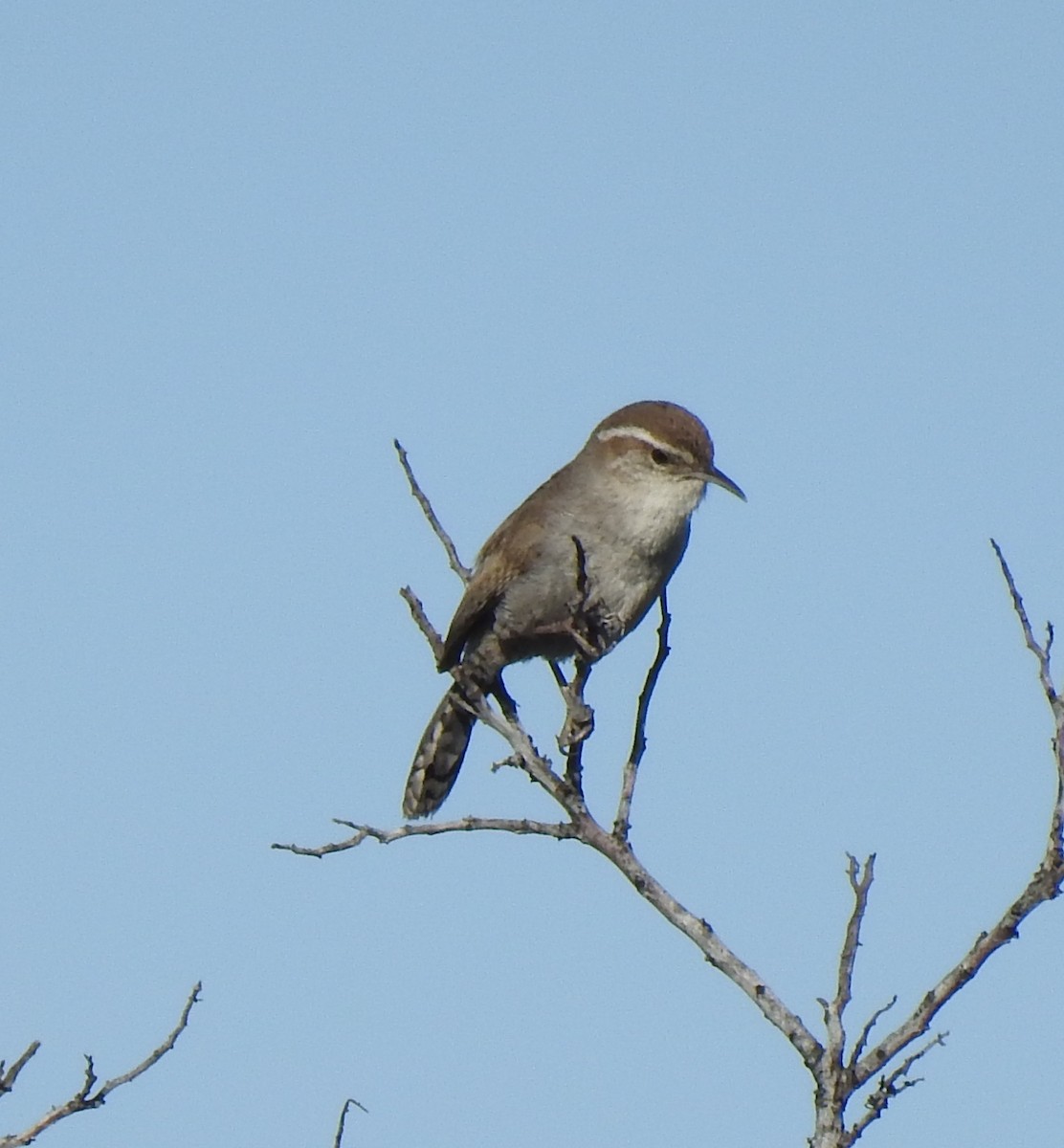 Bewick's Wren - ML228057841