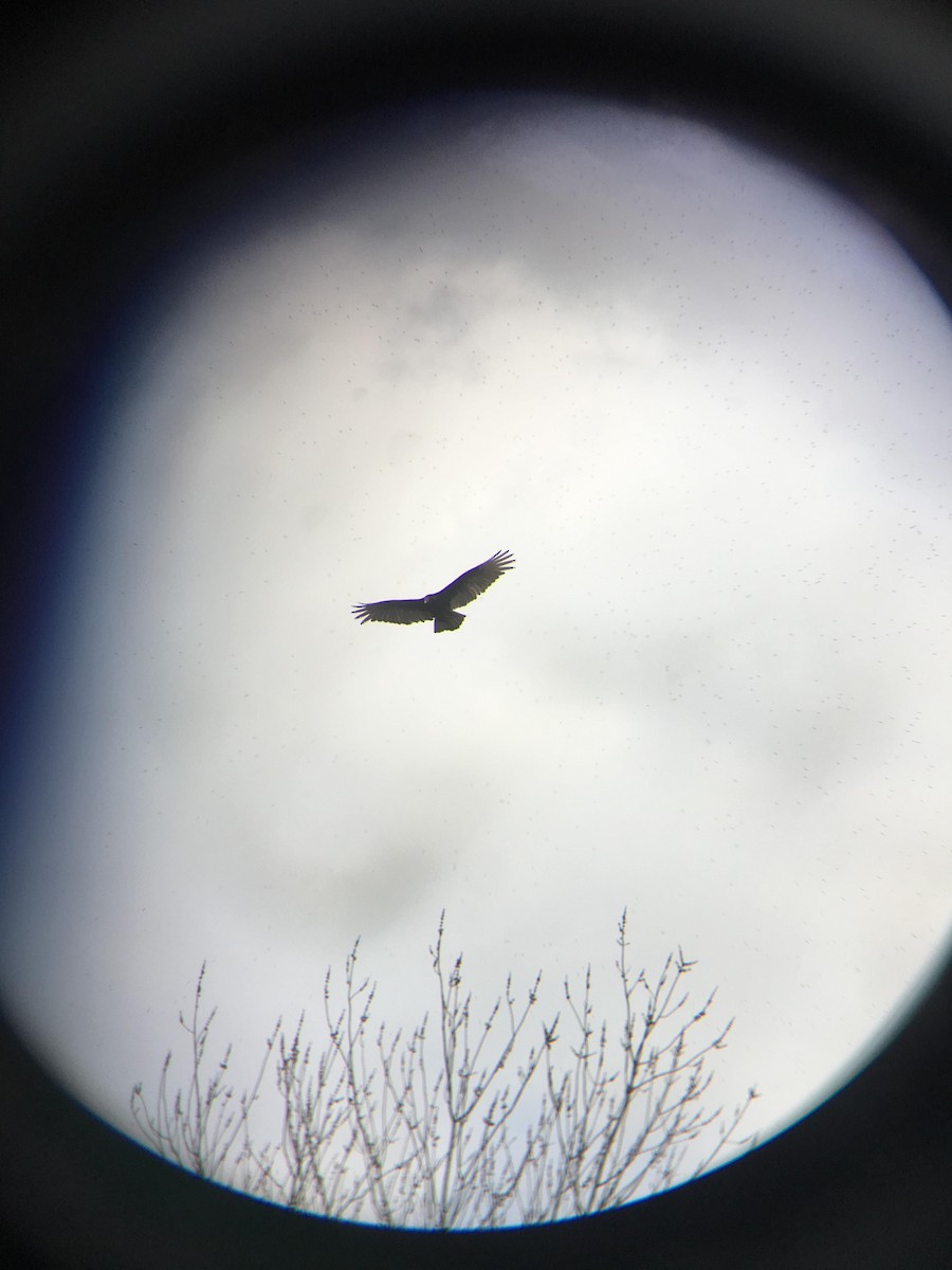 Turkey Vulture - Logan Baldwin