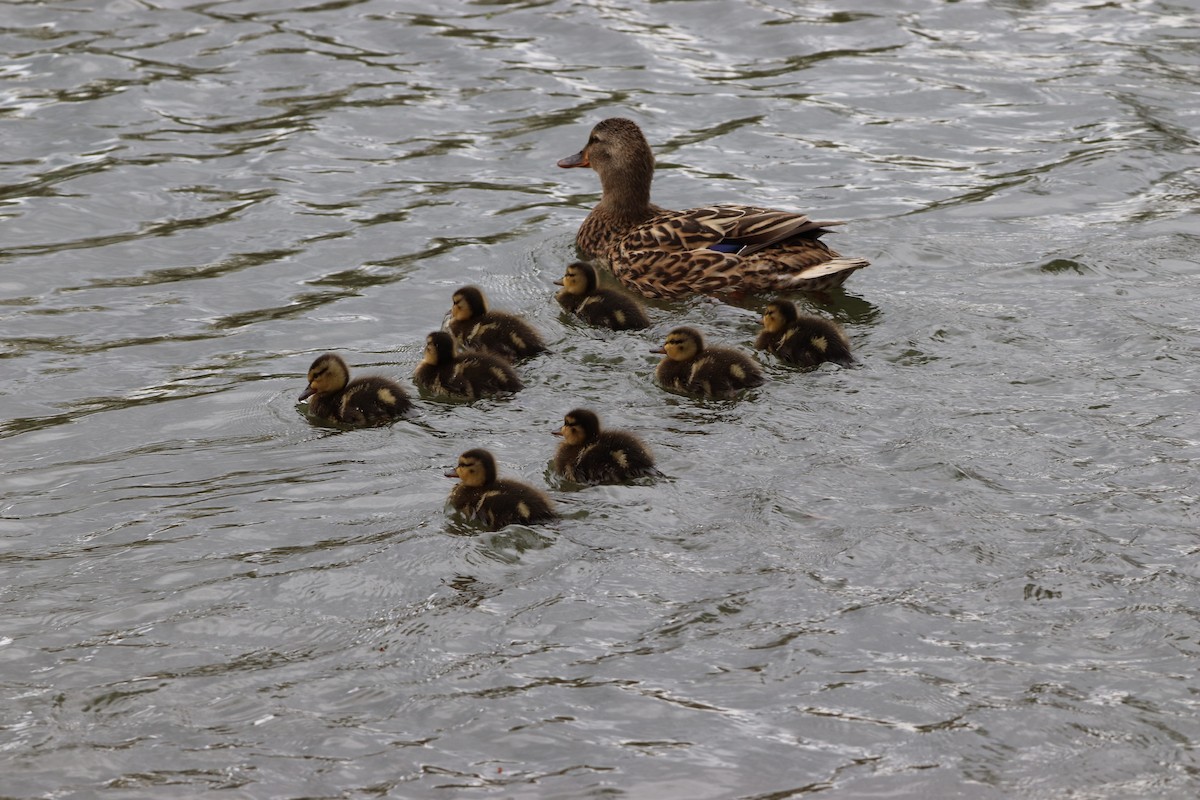 Canard colvert - ML228059781