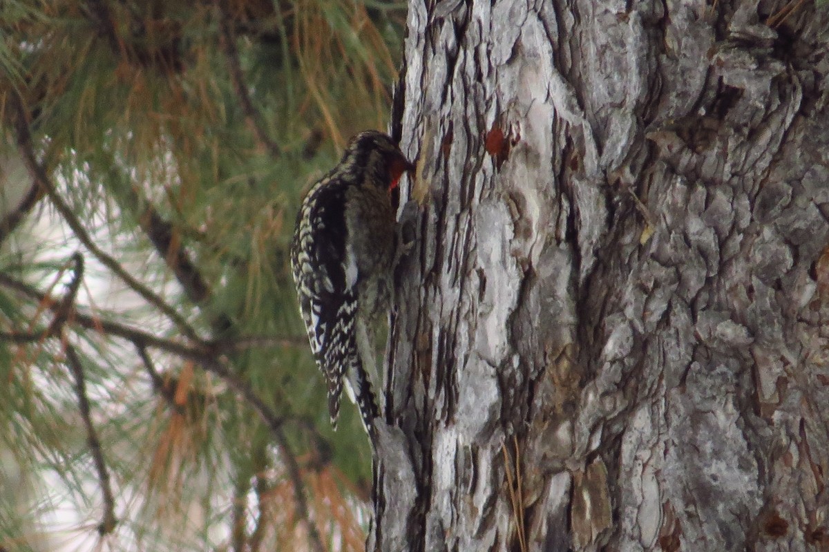 Red-naped Sapsucker - ML22806111