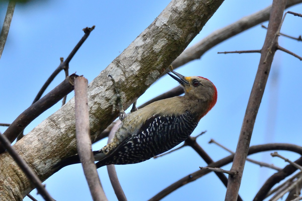 Yucatan Woodpecker - Miguel Aguilar @birdnomad