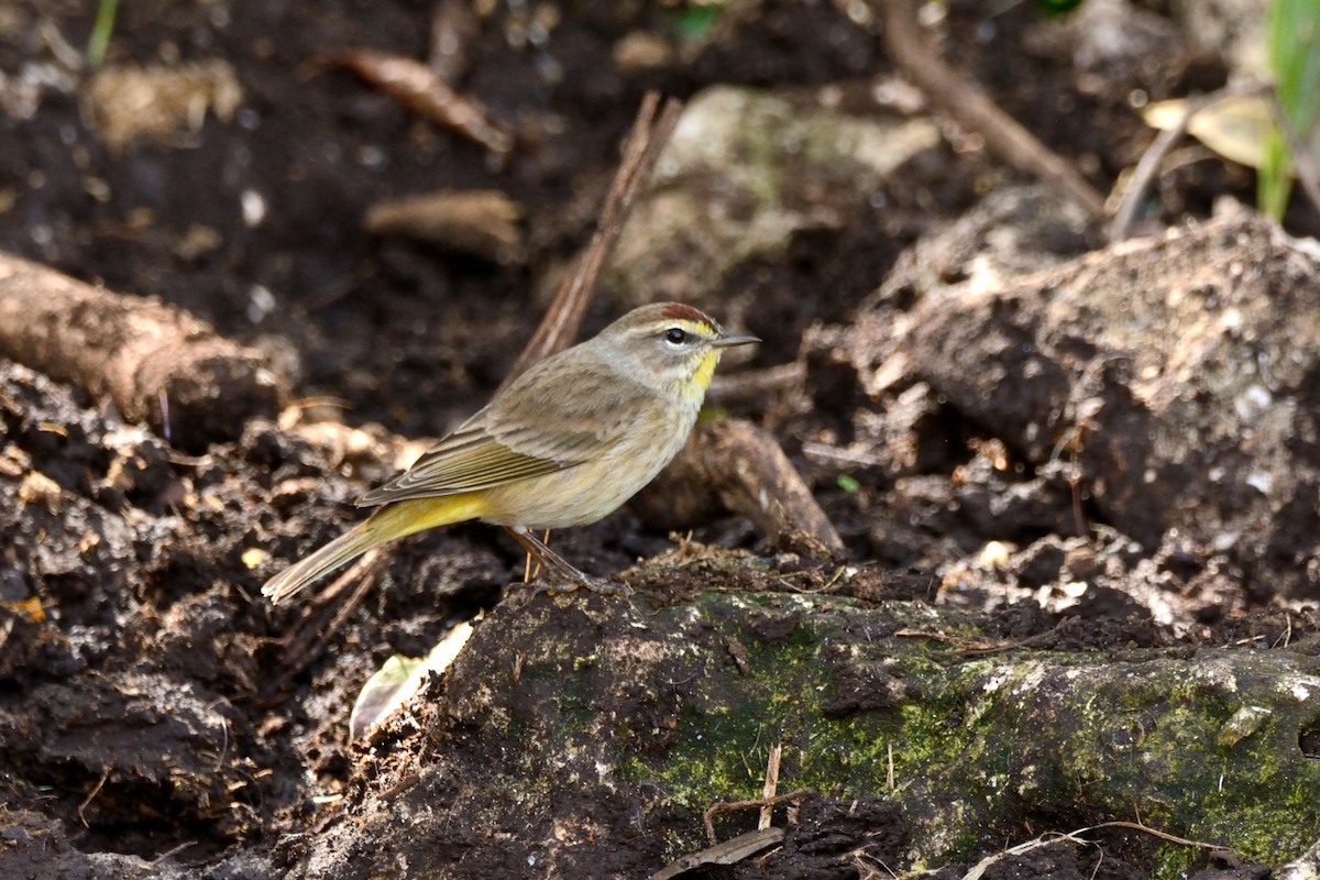 Palm Warbler - Miguel Aguilar @birdnomad