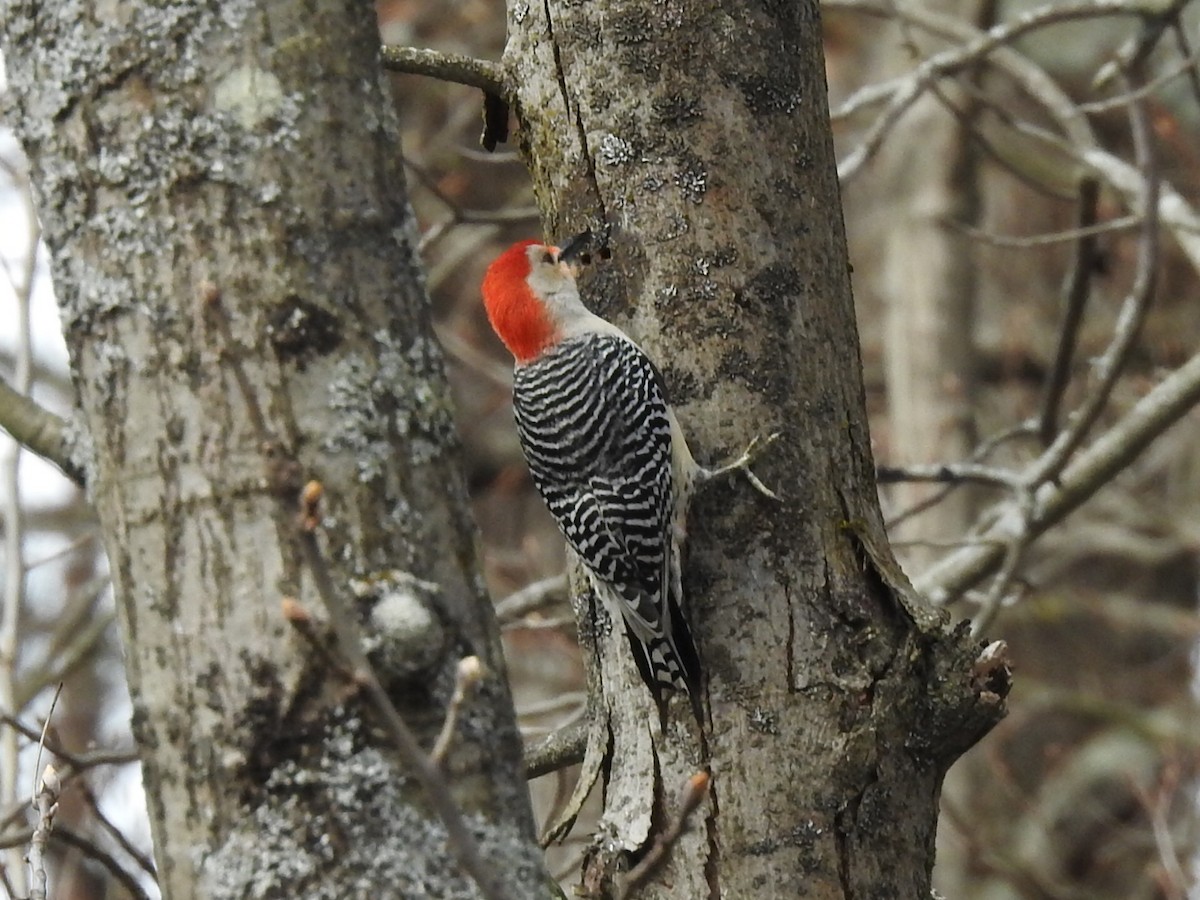 Red-bellied Woodpecker - Laurie  Keefe