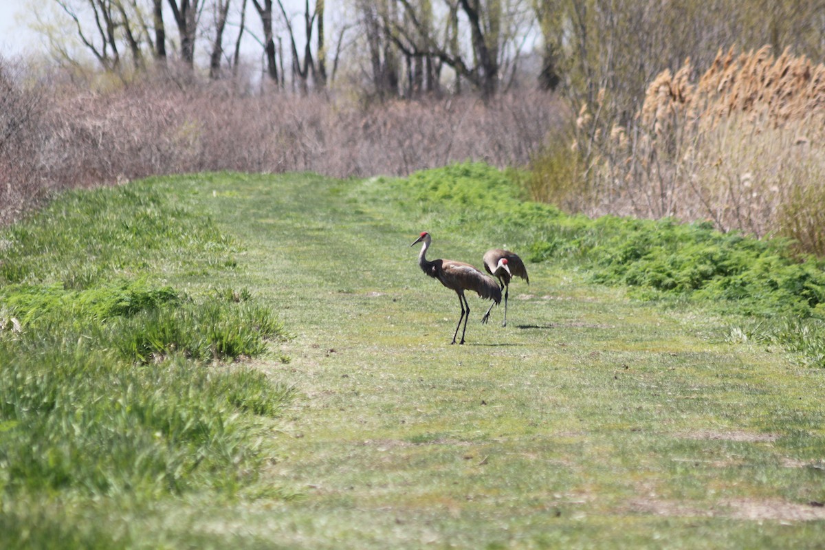 jeřáb kanadský - ML228066491