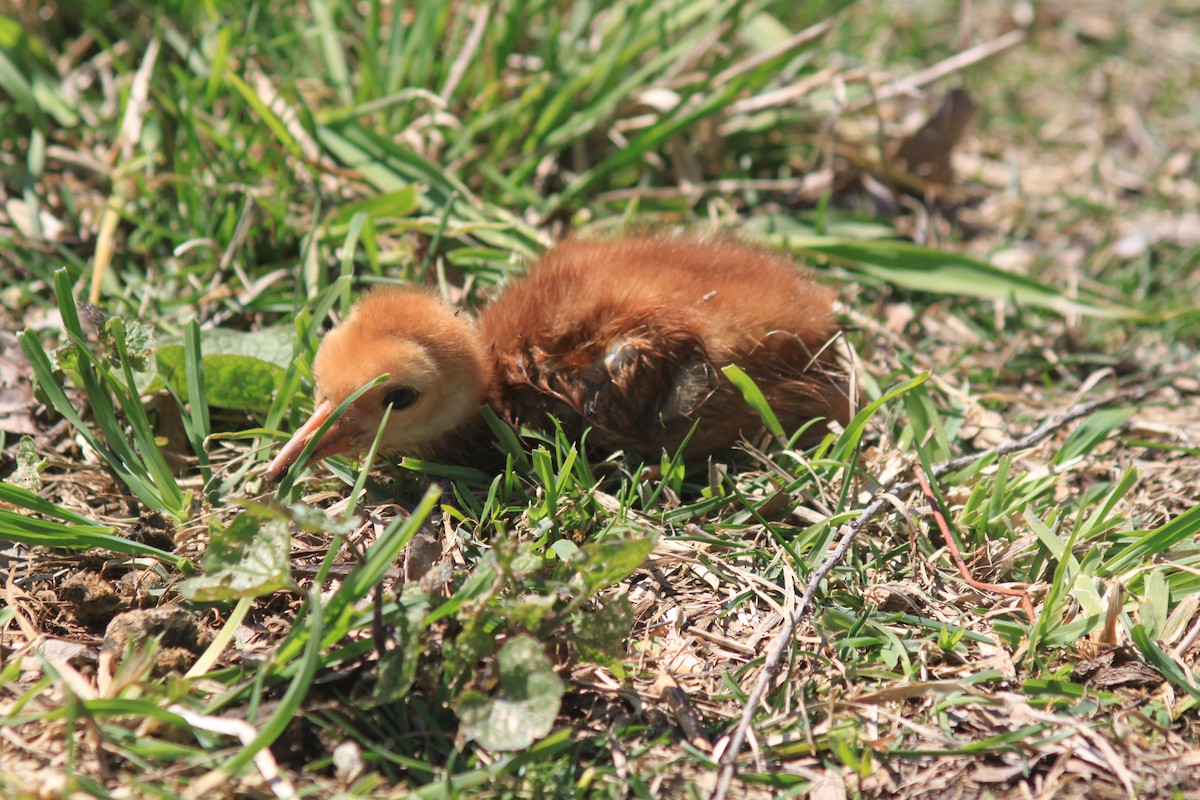 jeřáb kanadský - ML228066501