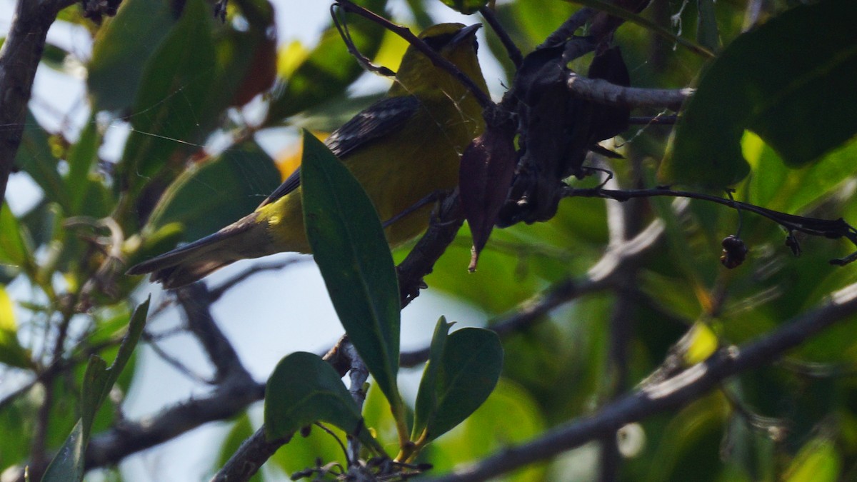 Blue-winged Warbler - ML228066681