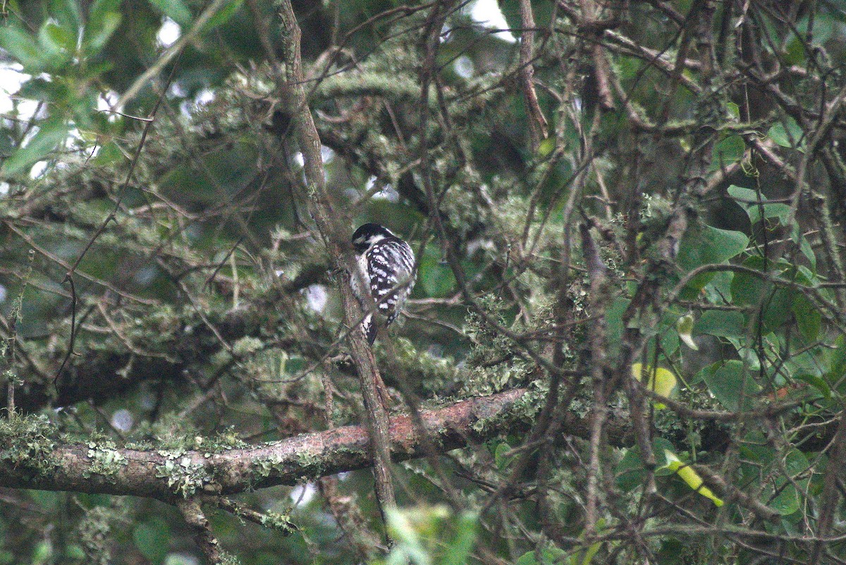 Downy x Ladder-backed Woodpecker (hybrid) - ML228069201