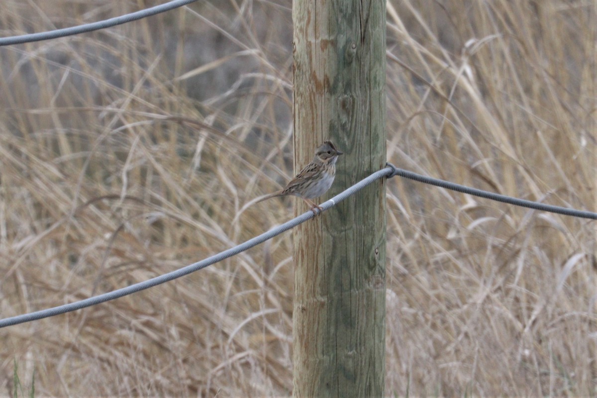 Lincoln's Sparrow - ML228069311