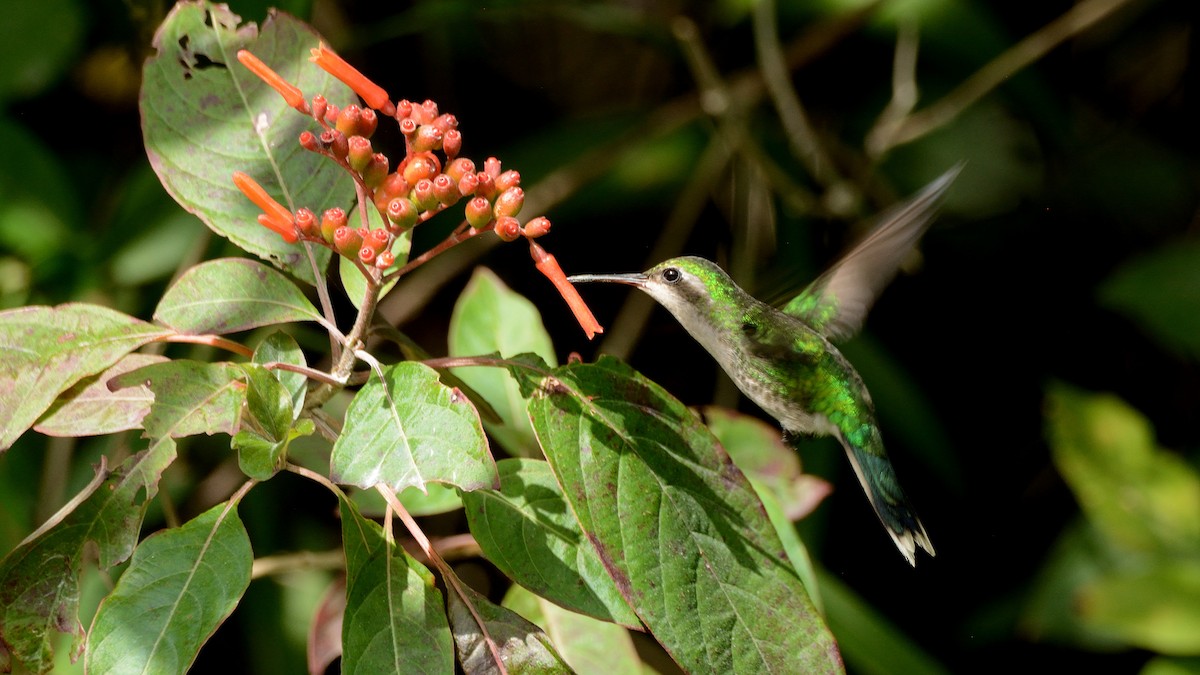 Cozumel Emerald - Miguel Aguilar @birdnomad