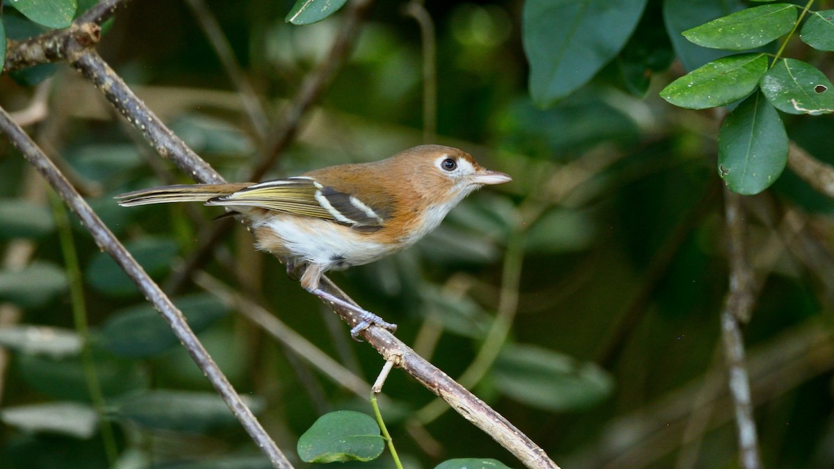 Cozumel Vireo - Miguel Aguilar @birdnomad