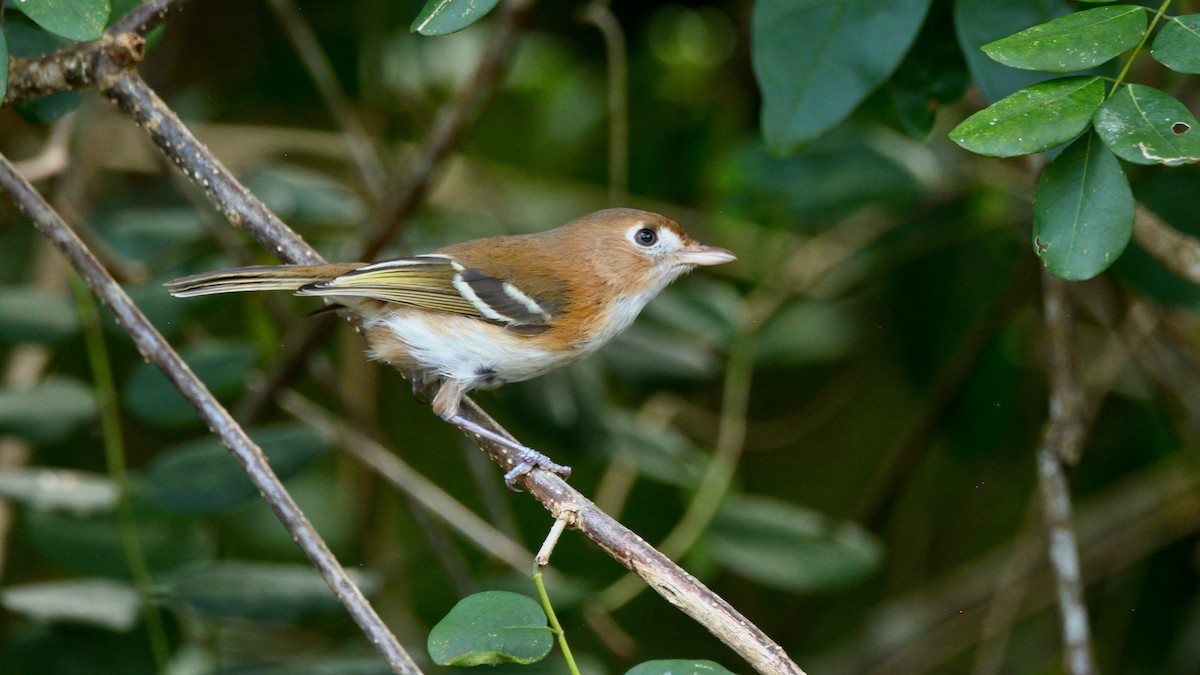 Vireo de Cozumel - ML228069711