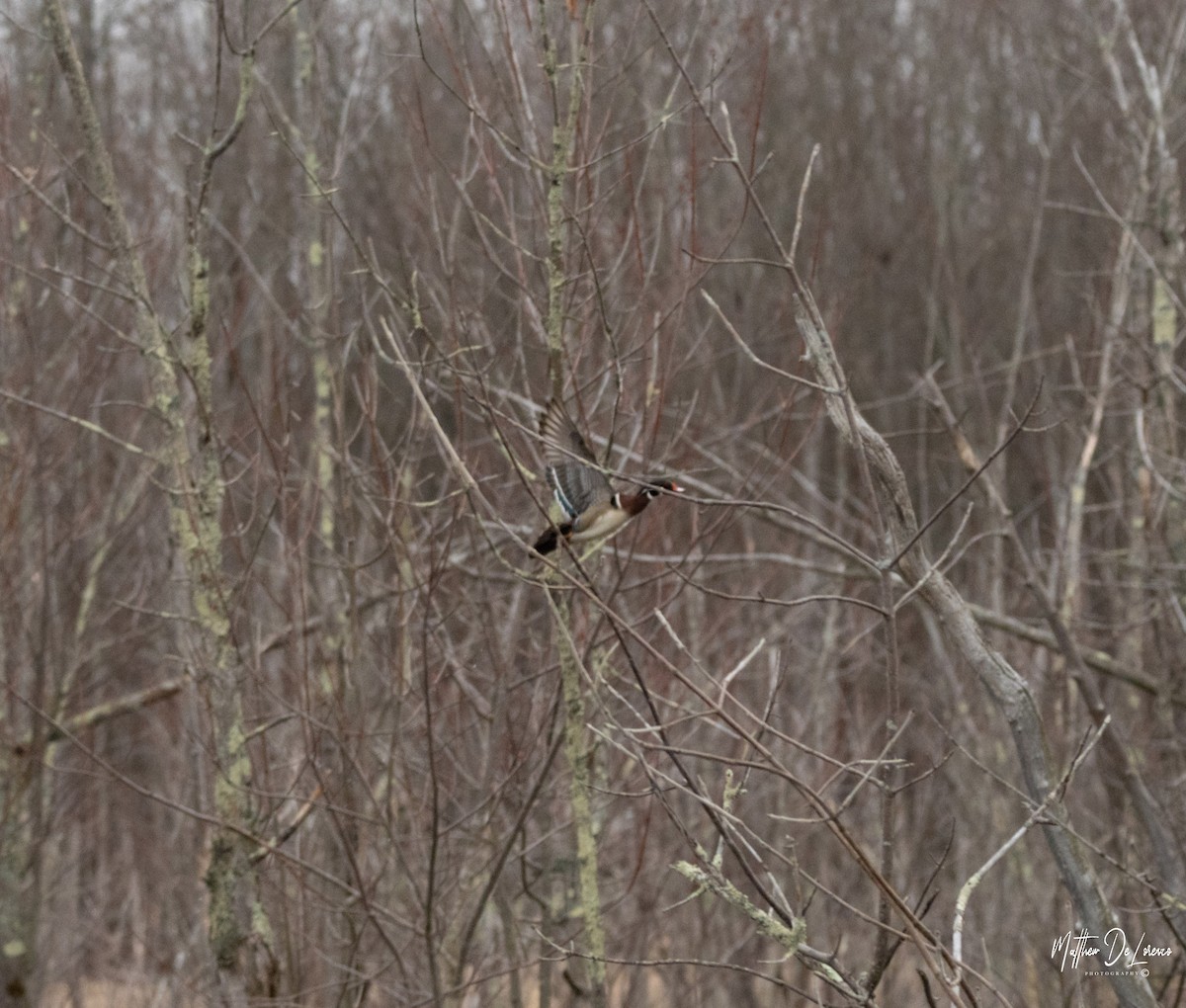 Wood Duck - ML228070471