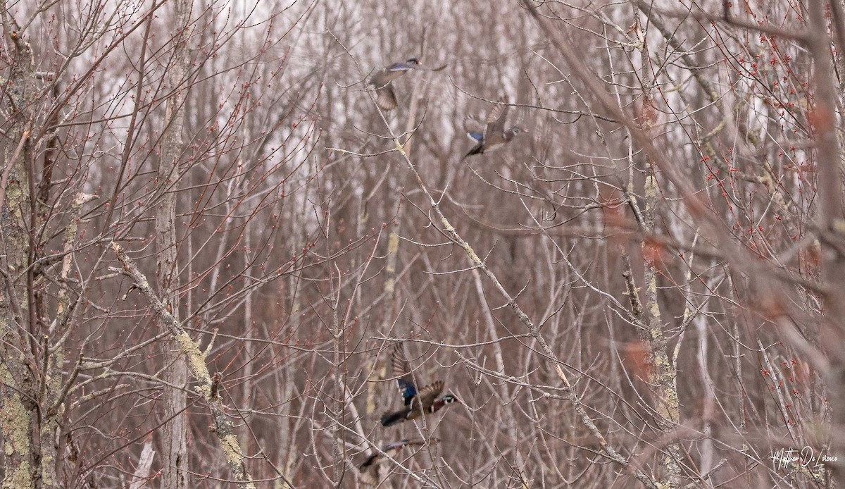 Wood Duck - ML228070491