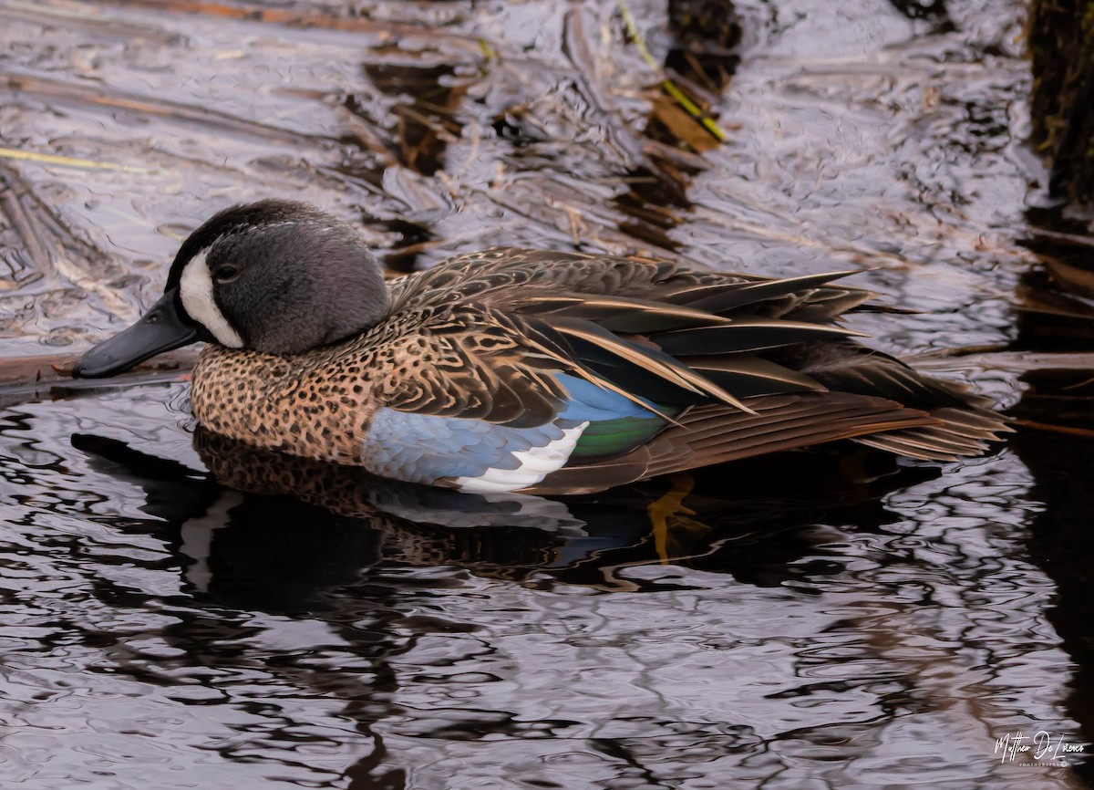 Blue-winged Teal - ML228070651