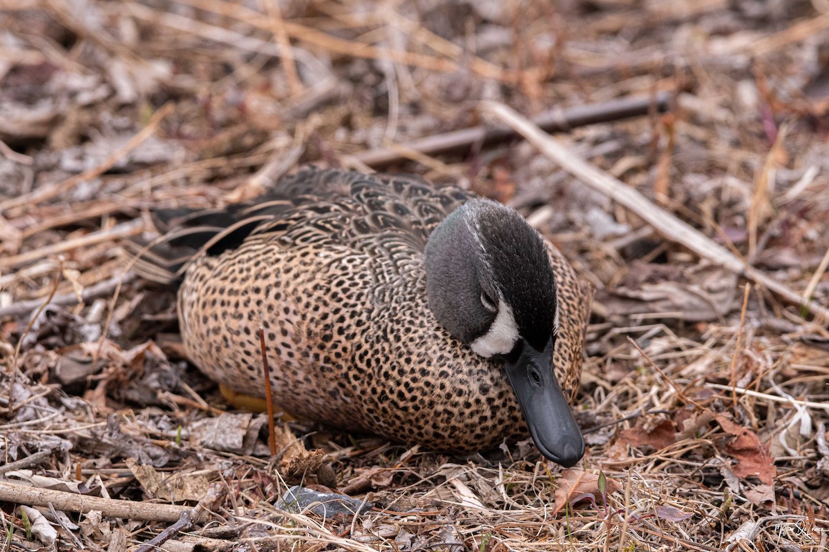 Blue-winged Teal - ML228070741