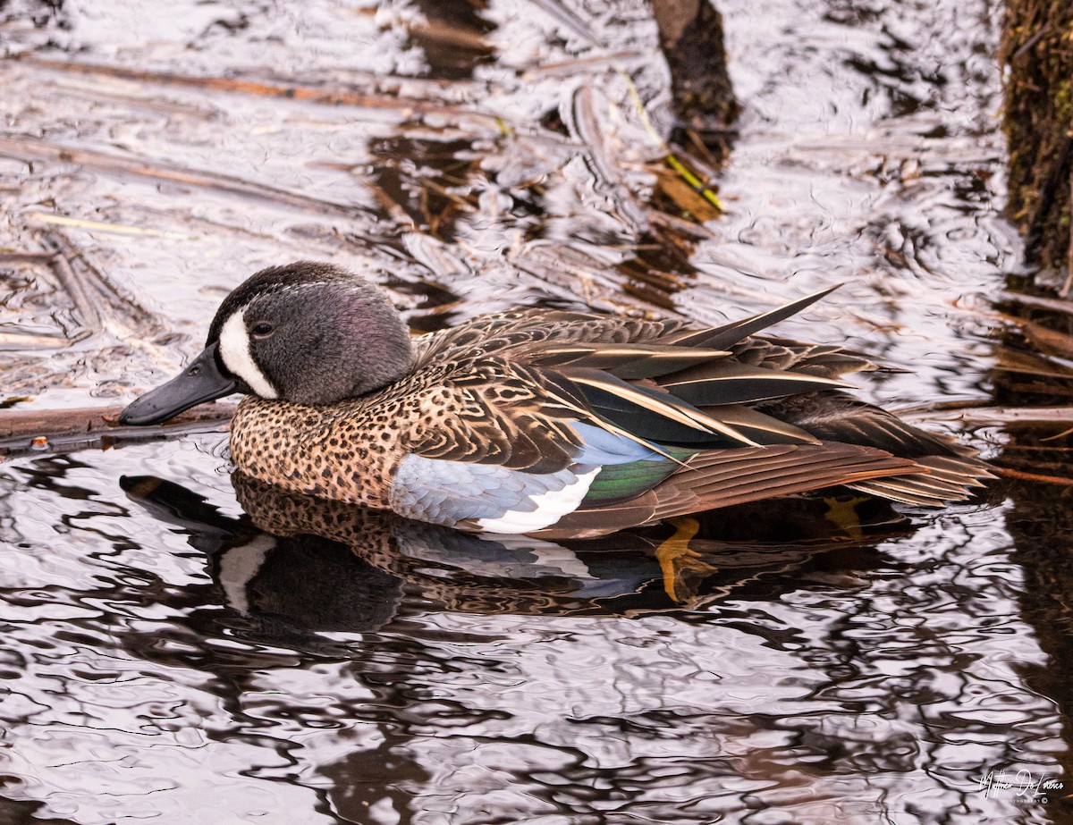 Blue-winged Teal - ML228070761