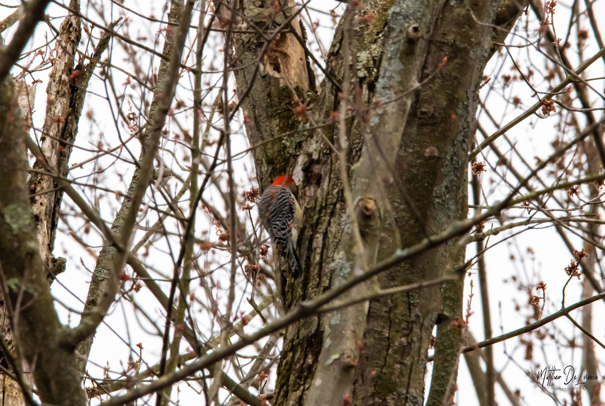 Red-bellied Woodpecker - ML228071871