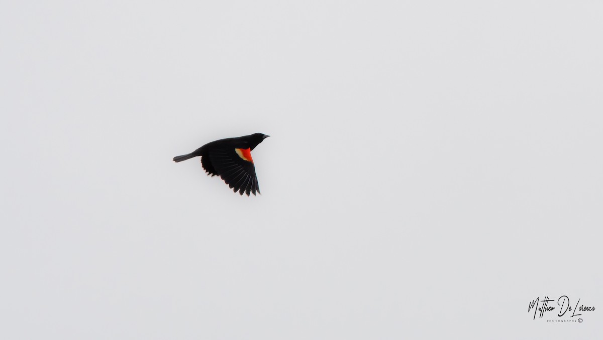 Red-winged Blackbird - ML228072471
