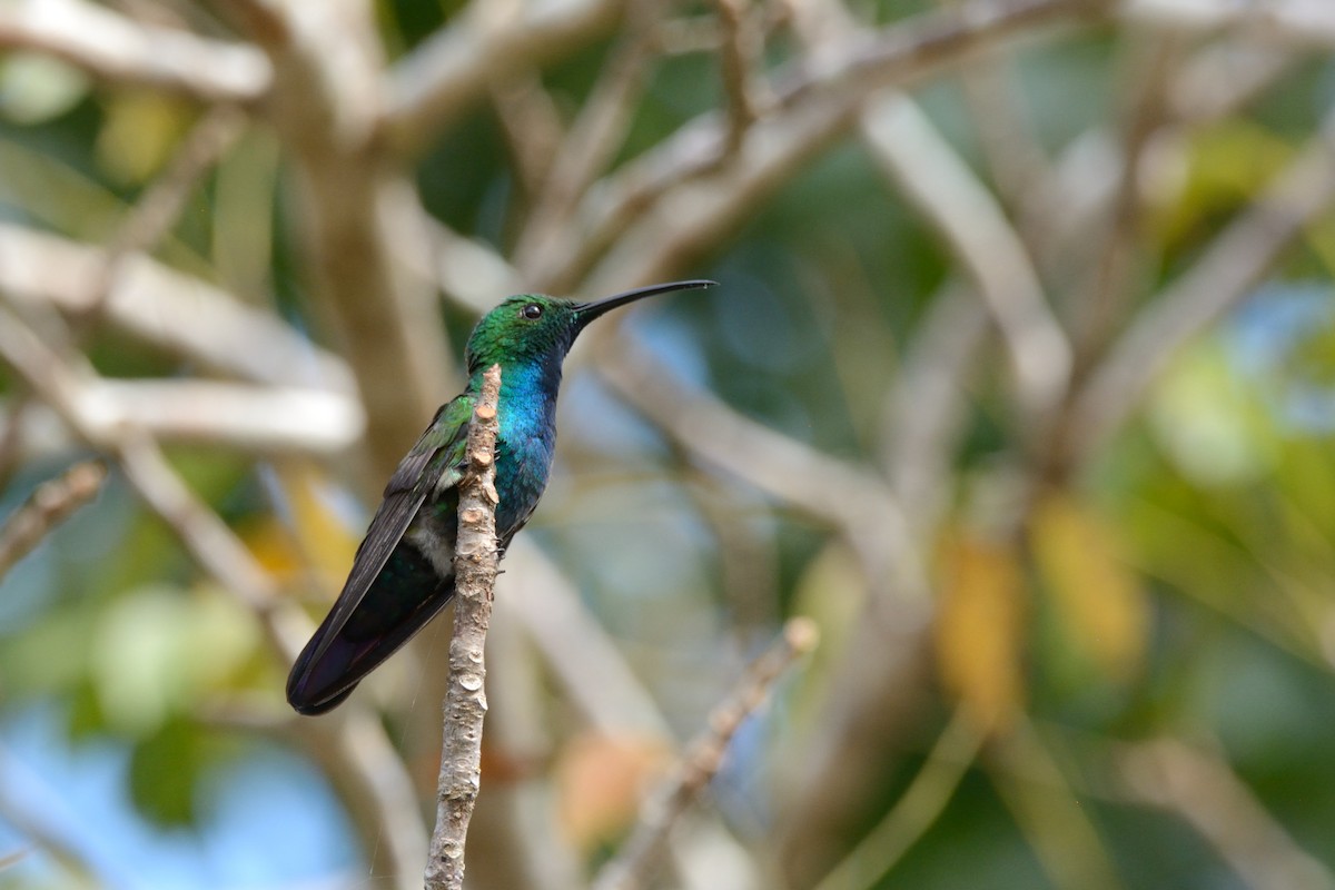 Green-breasted Mango - Miguel Aguilar @birdnomad