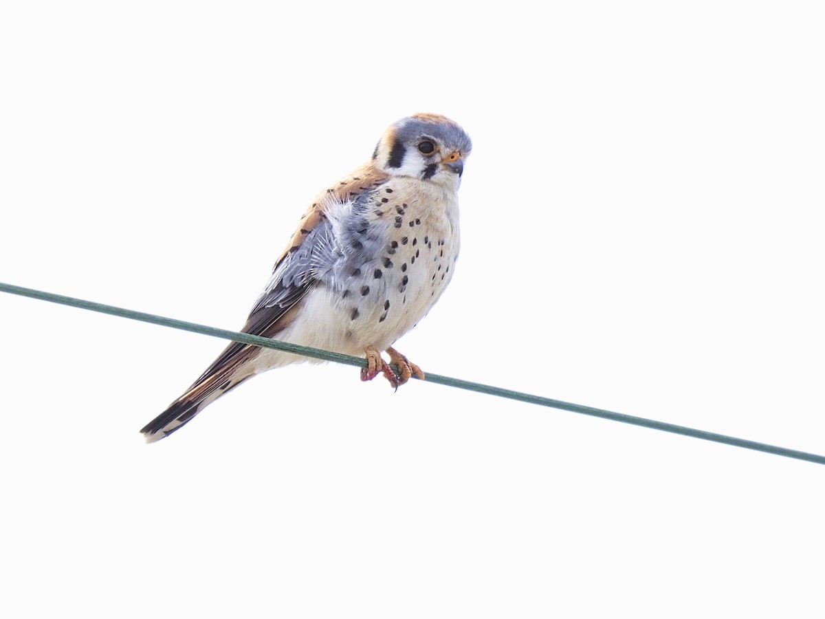 American Kestrel - ML228073691