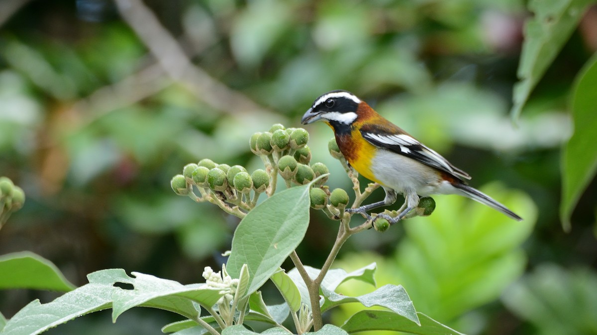 Western Spindalis (Cozumel I.) - Miguel Aguilar @birdnomad