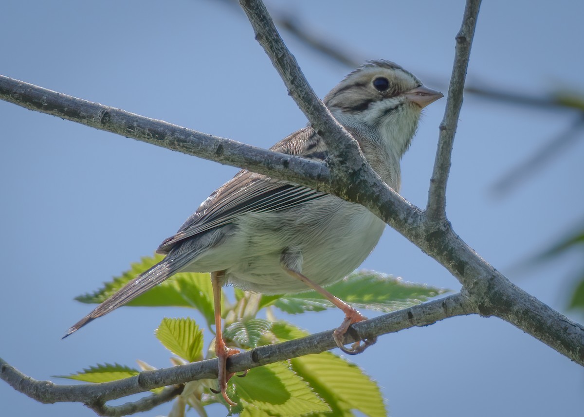 Clay-colored Sparrow - ML228075391