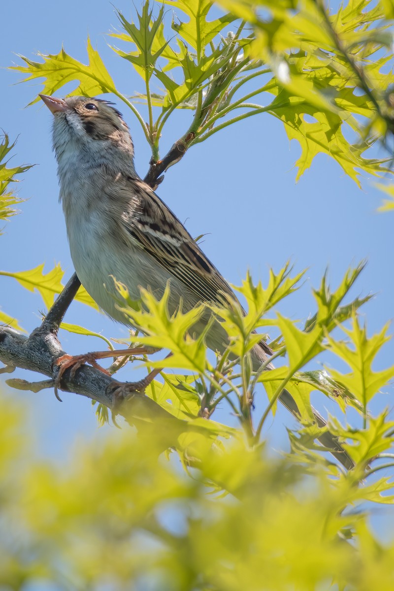 Clay-colored Sparrow - ML228075411
