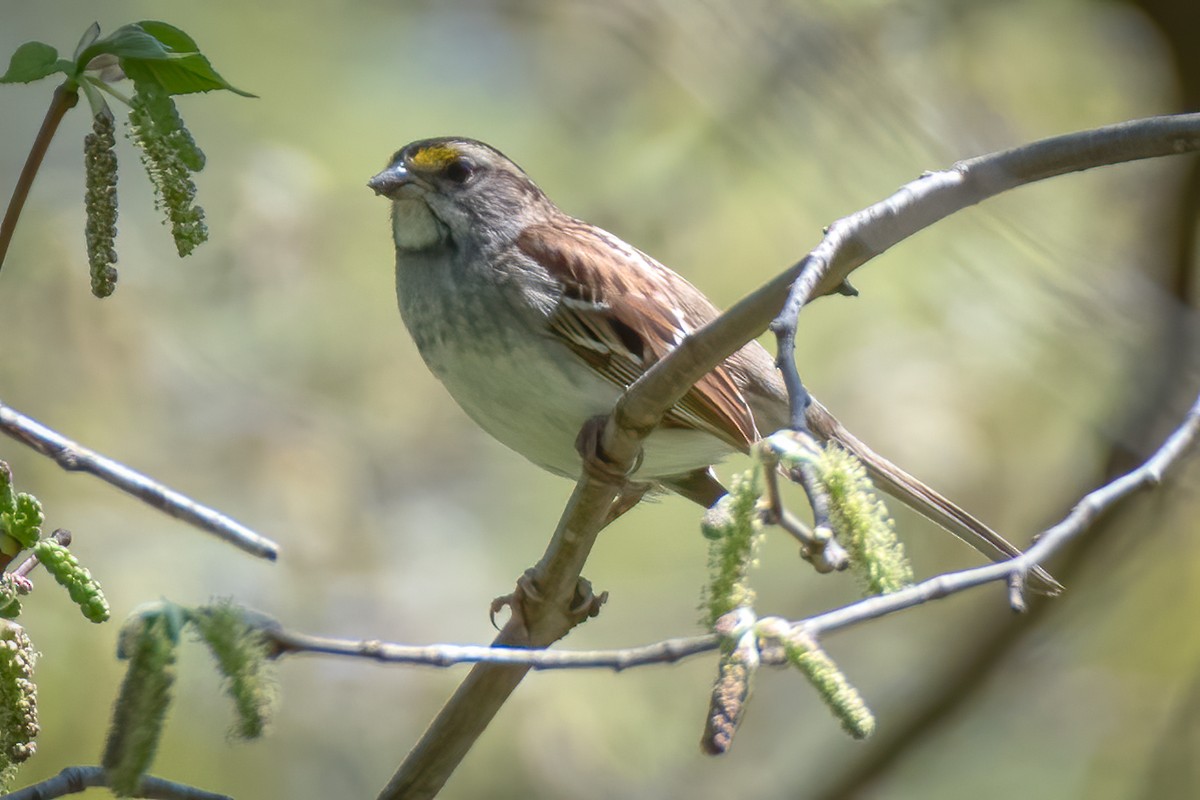 White-throated Sparrow - ML228075431