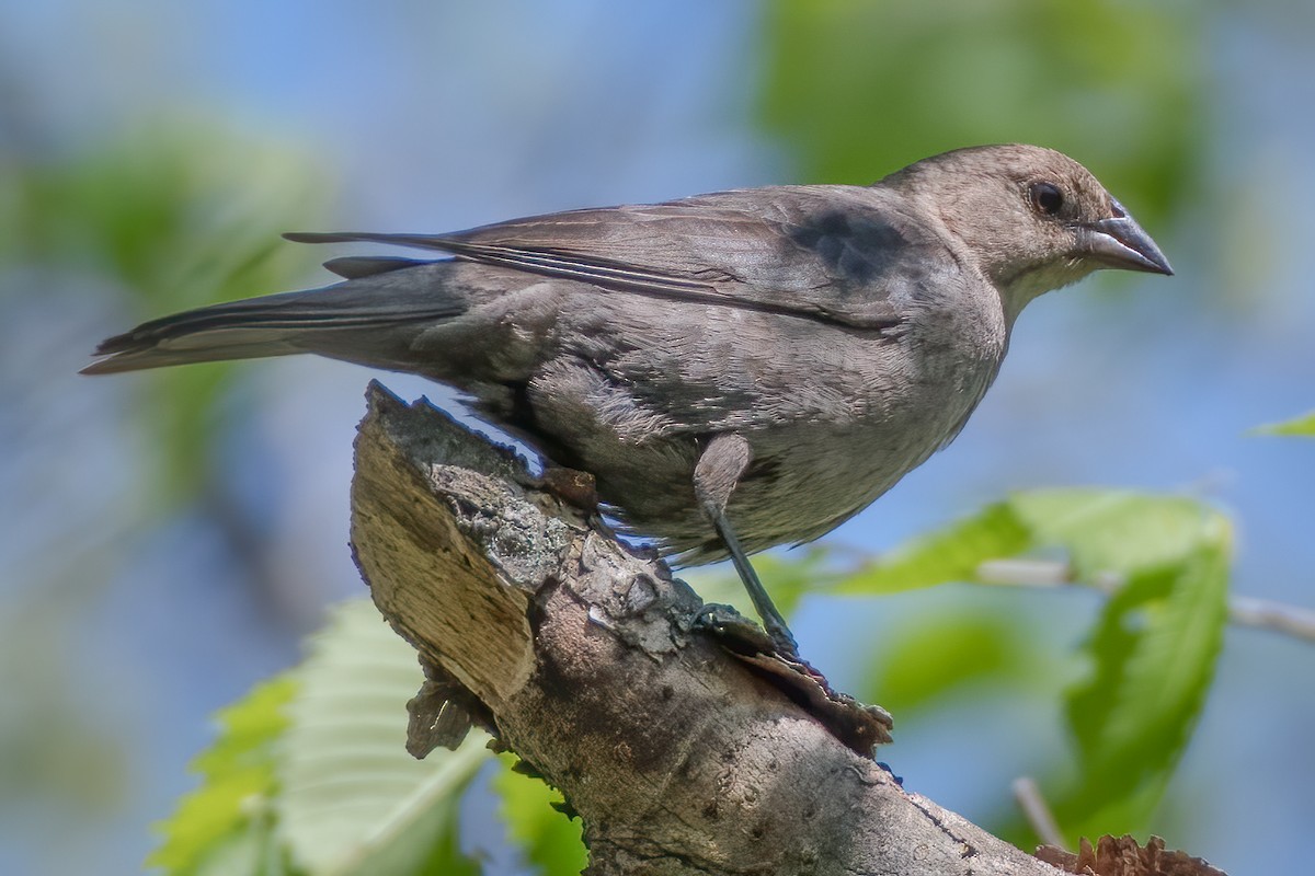 Brown-headed Cowbird - ML228075491