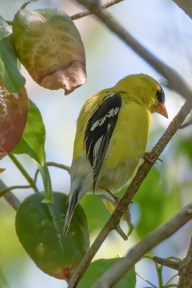 American Goldfinch - ML228075521