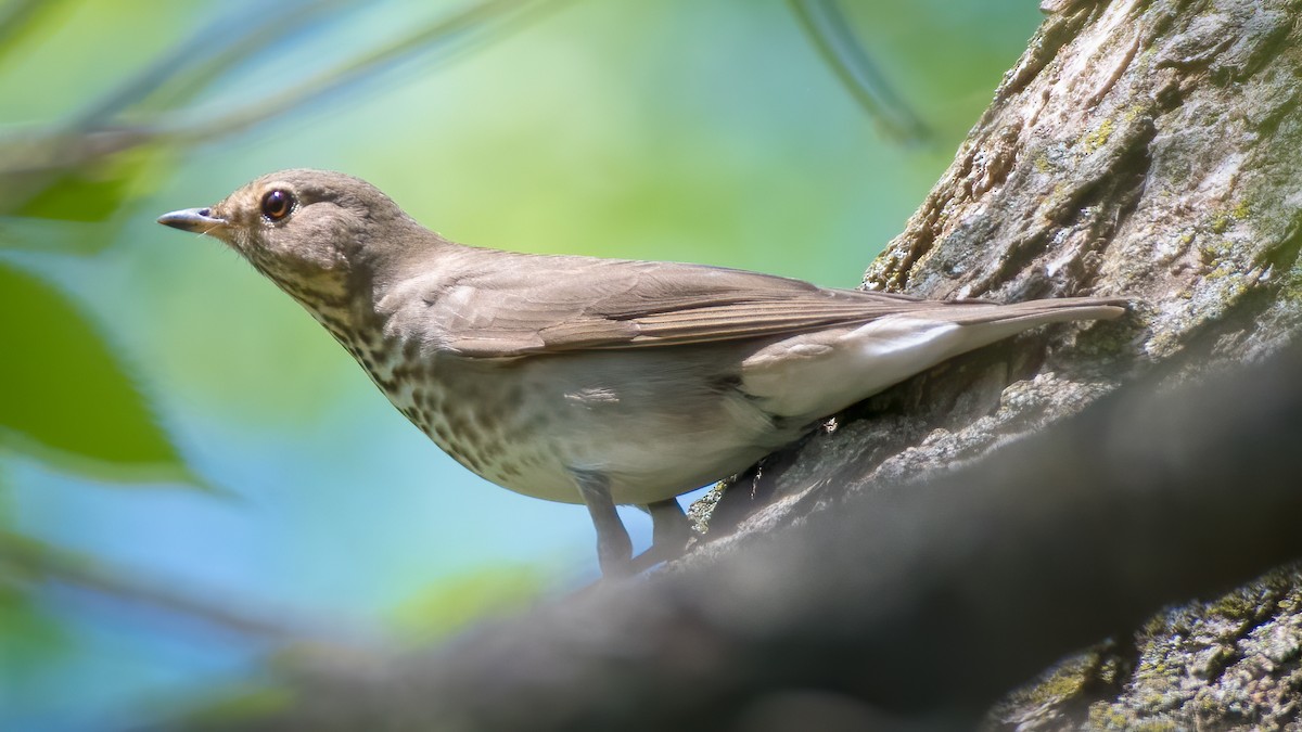 Swainson's Thrush - ML228075561