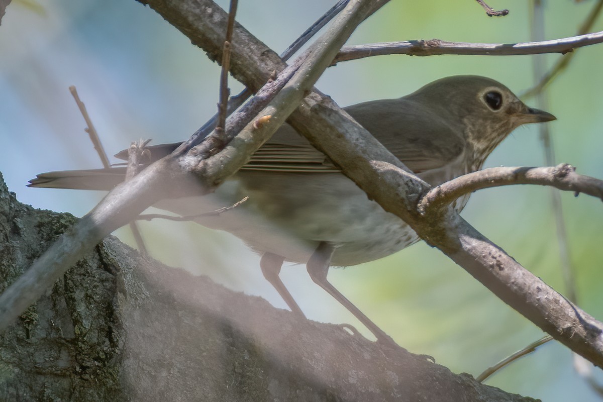 Swainson's Thrush - ML228075571