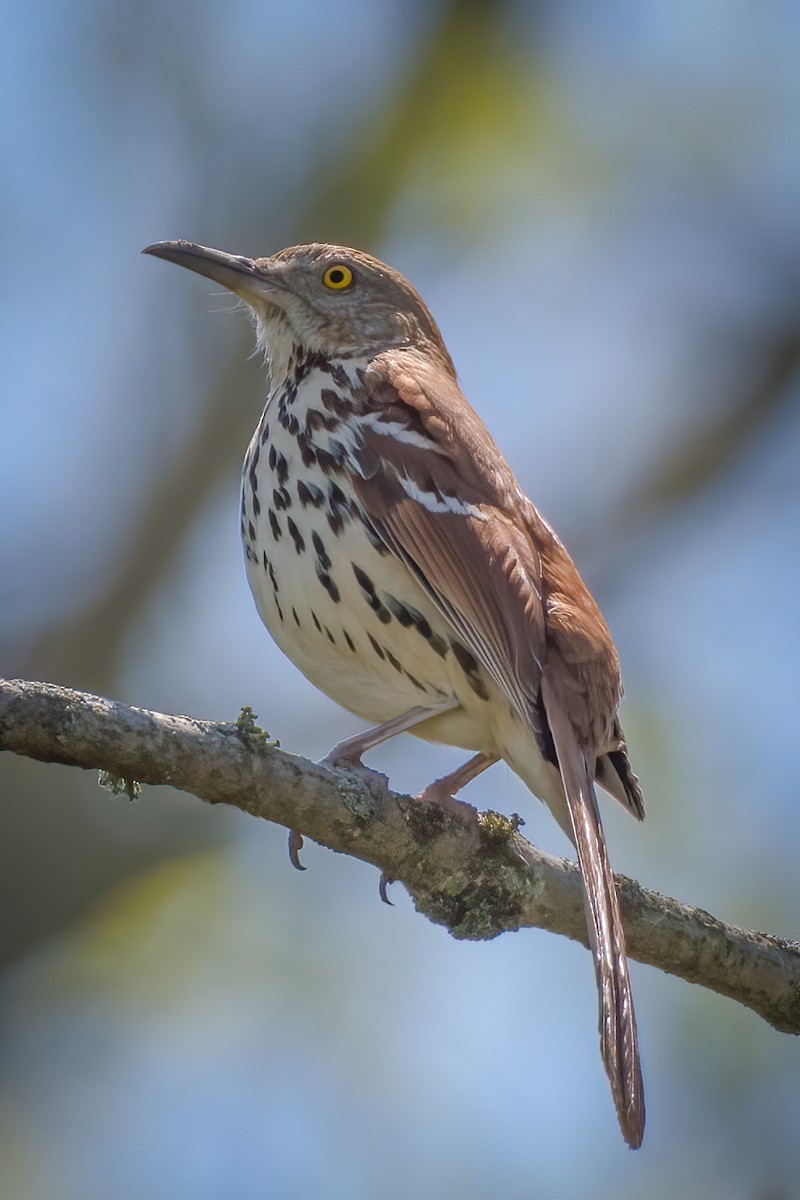 Brown Thrasher - ML228075611