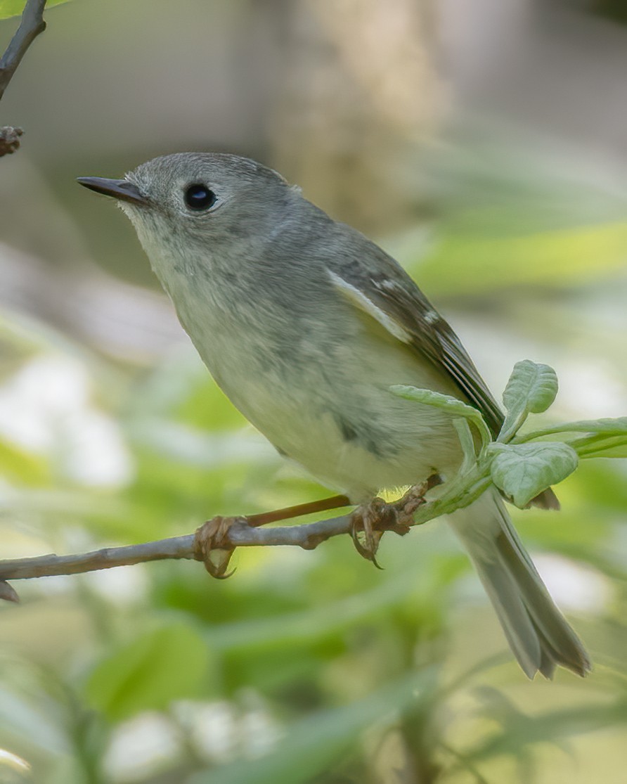 Ruby-crowned Kinglet - ML228075691