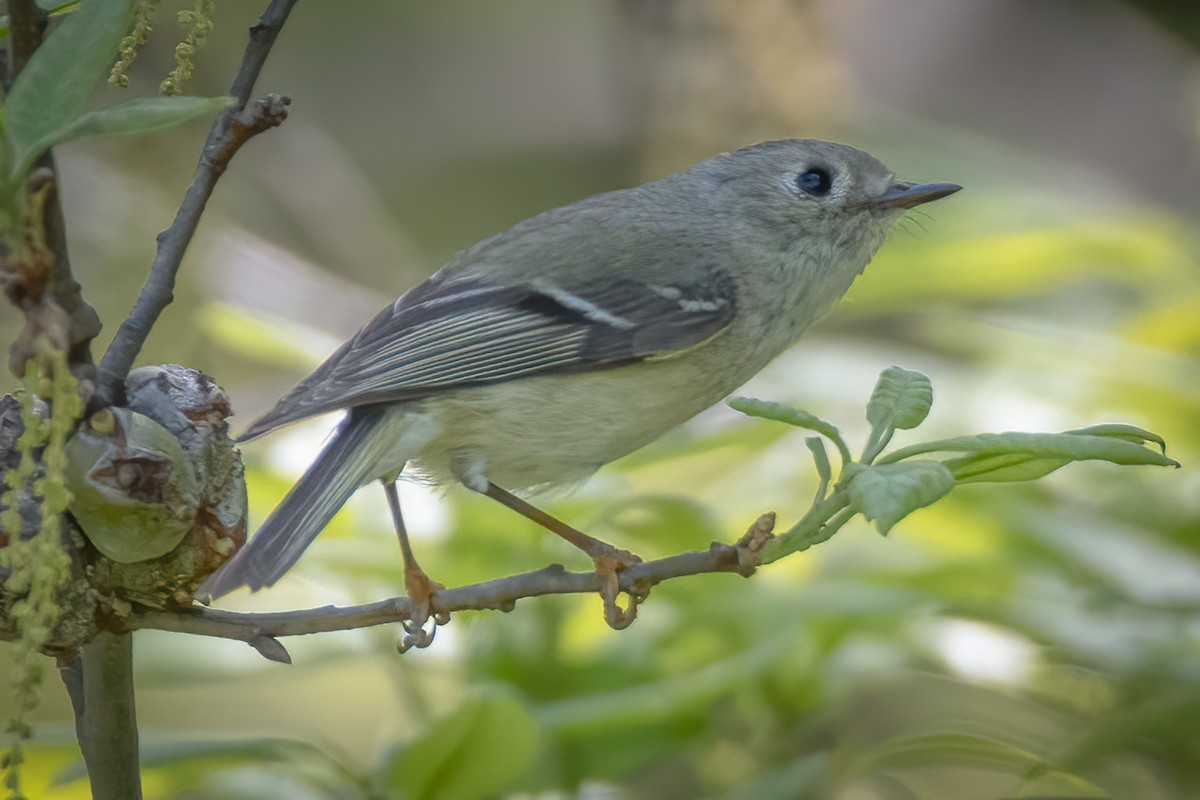 Ruby-crowned Kinglet - ML228075701