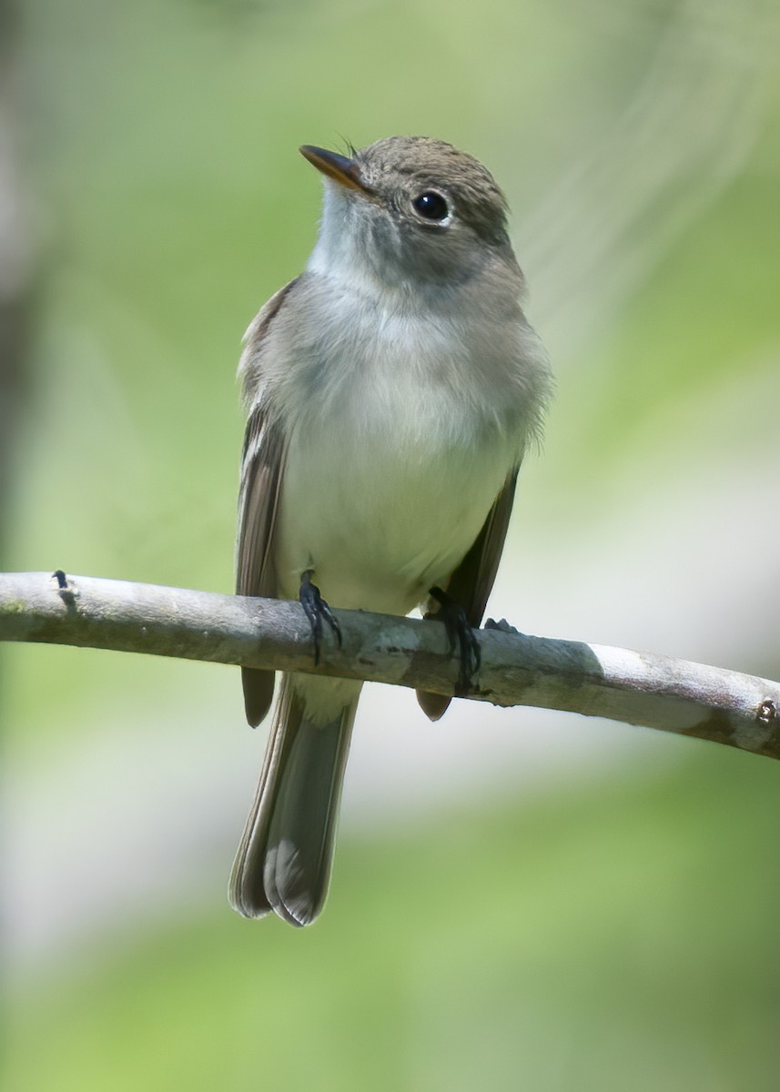 Eastern Phoebe - ML228075741