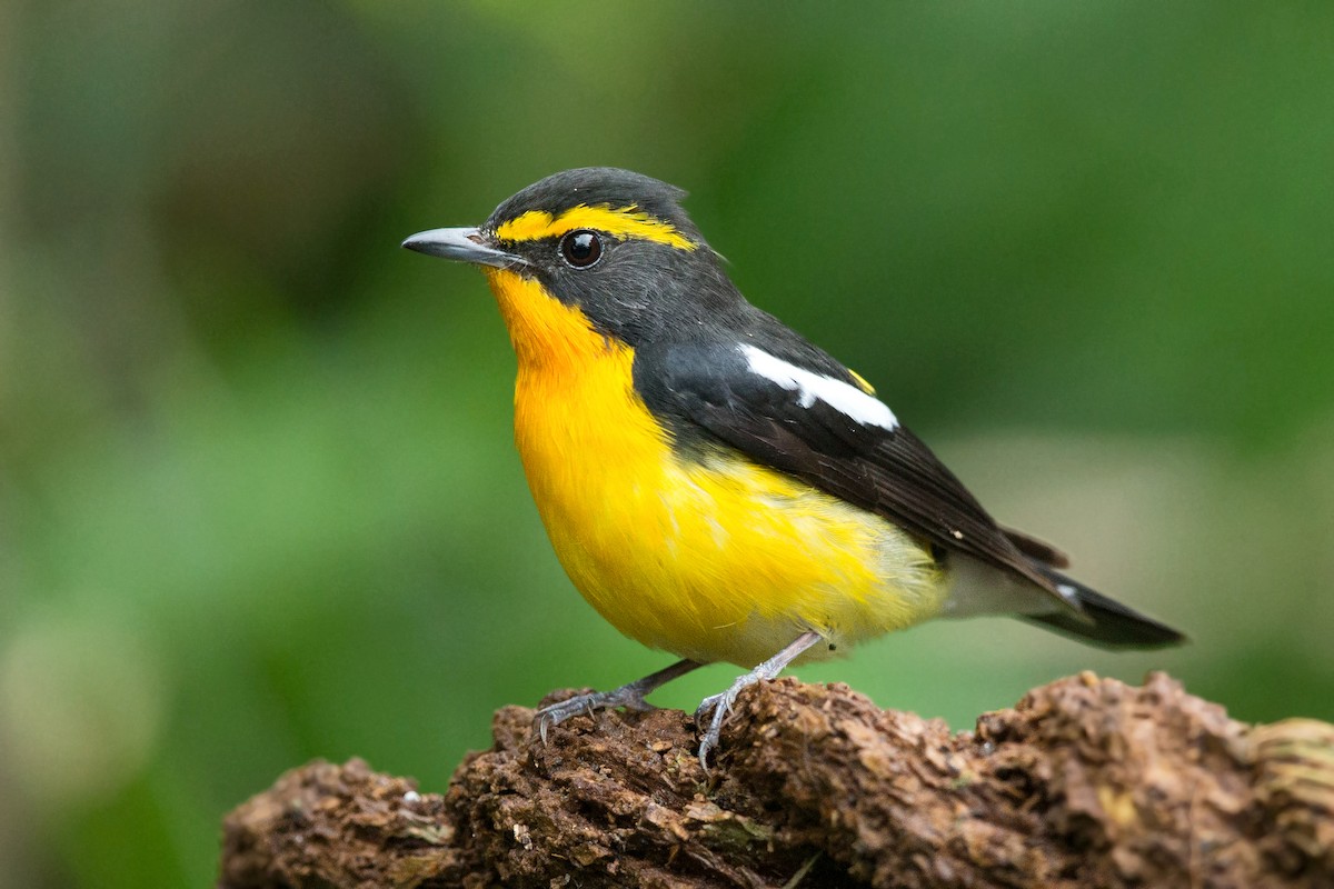 Narcissus Flycatcher - ML228076511