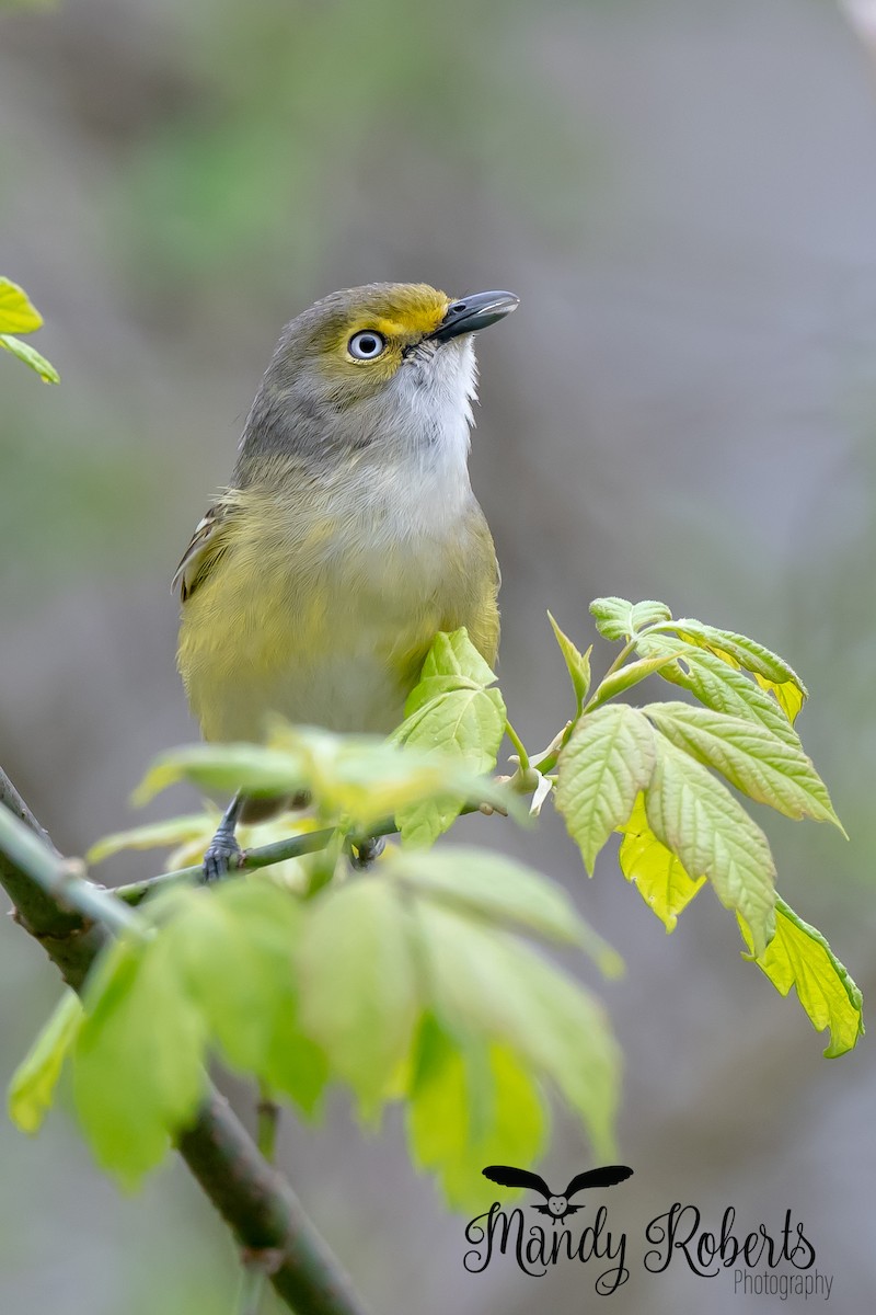 Ak Gözlü Vireo - ML228080591