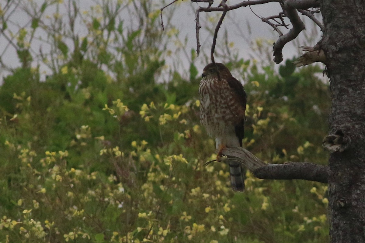 Sharp-shinned Hawk - Keenan Yakola