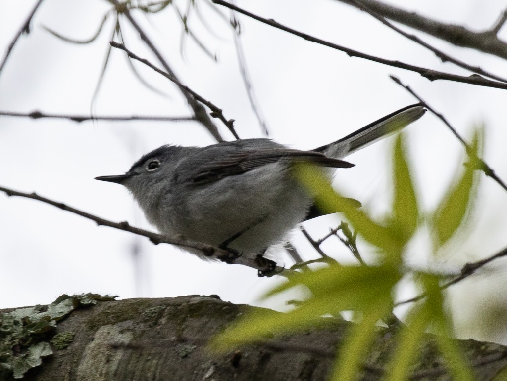 Blue-gray Gnatcatcher - ML228082061