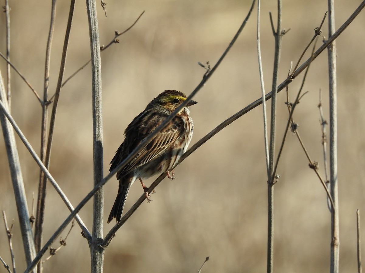 Savannah Sparrow - ML228083891