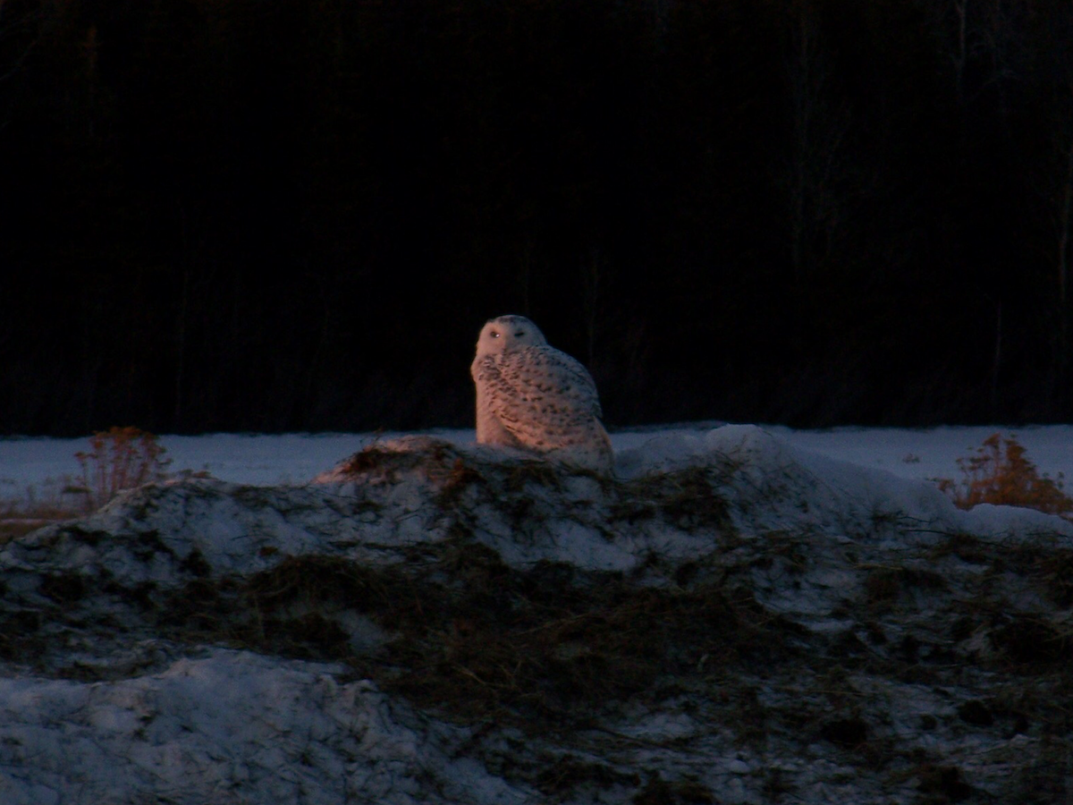 Snowy Owl - ML228084221