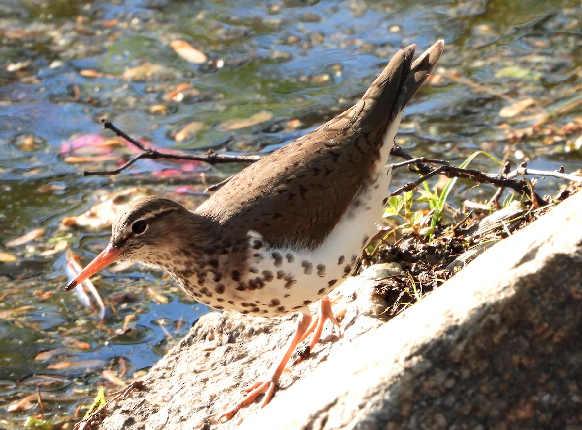 Spotted Sandpiper - ML228085691