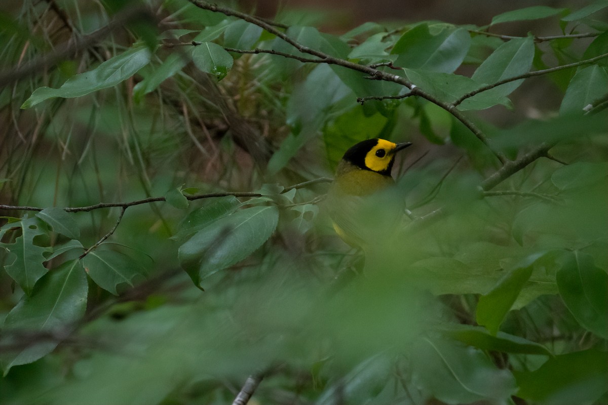 Hooded Warbler - ML228086281