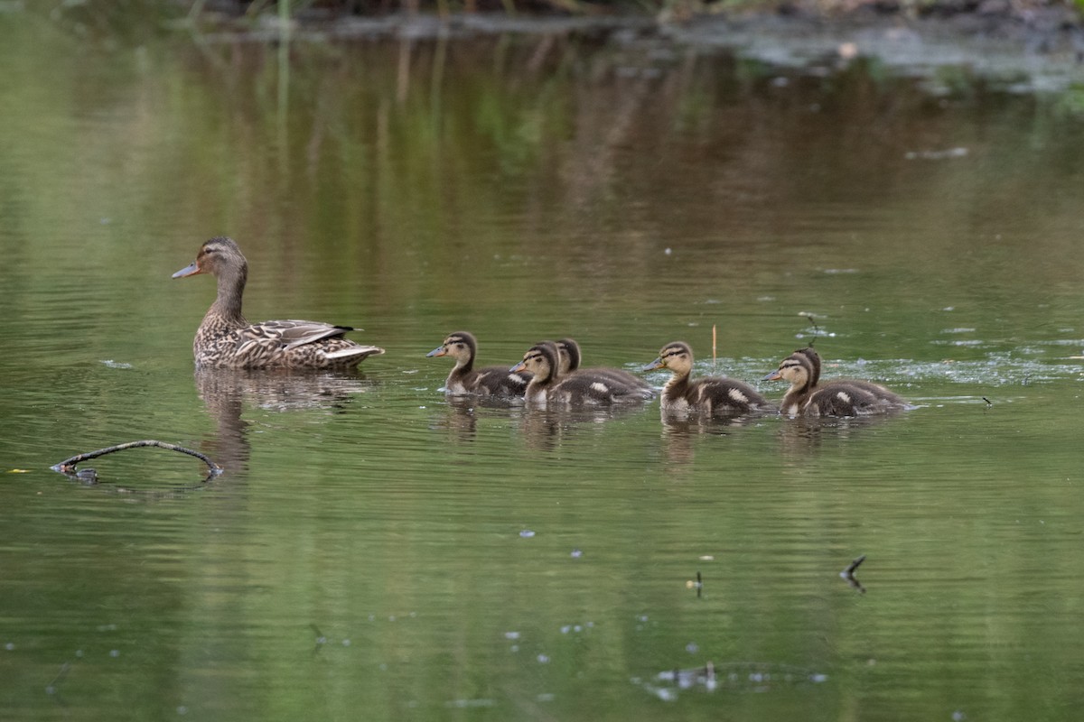 Mallard - ML228086921