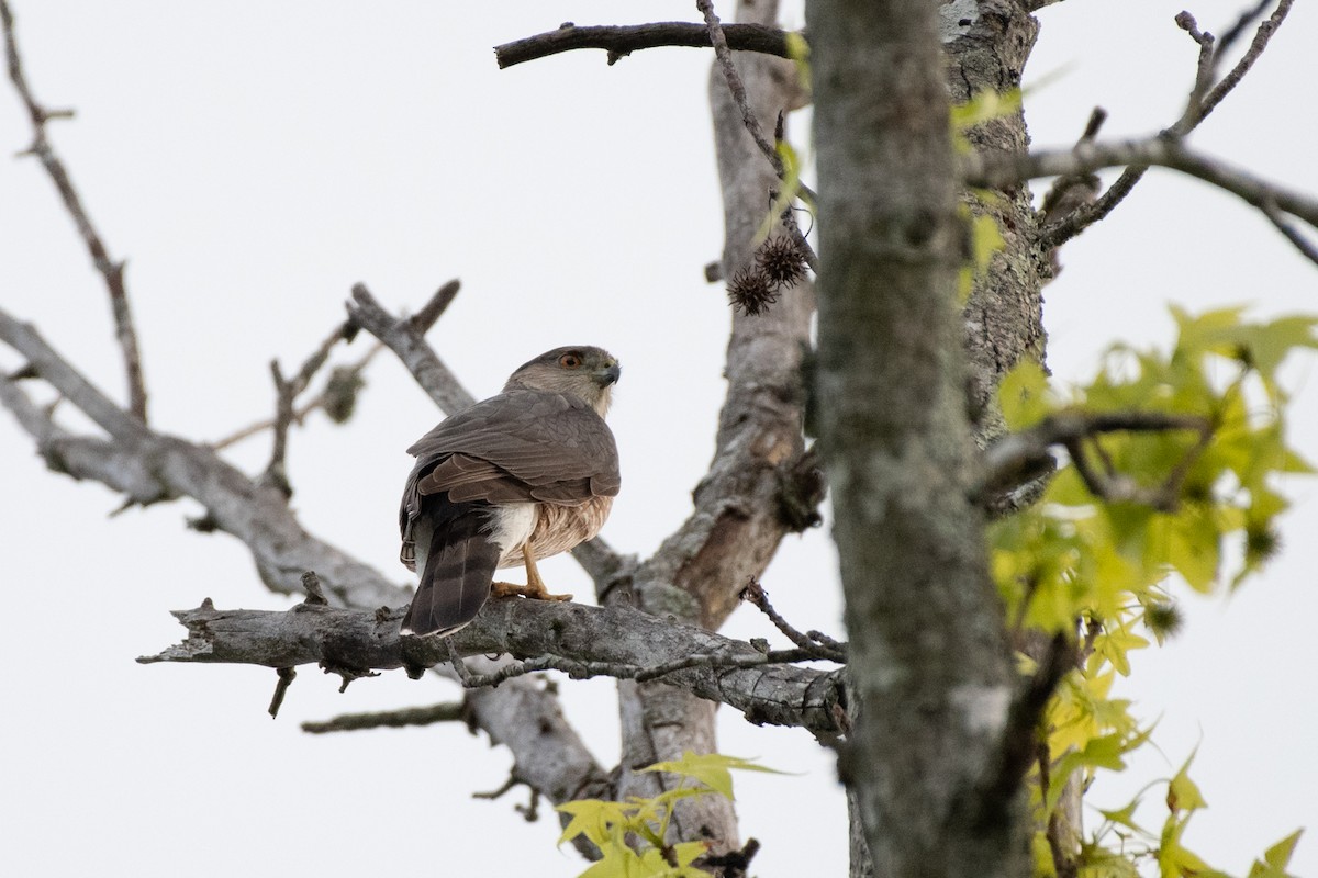 Cooper's Hawk - ML228087071